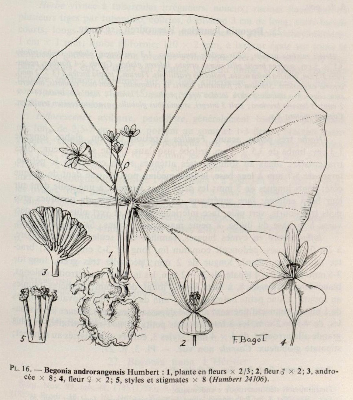 B. androrangensis